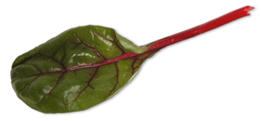 ZAFFERANO Ristorante Catering